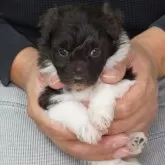 トイプードル(トイ)【長野県・女の子・2024年9月15日・ブラウン&ホワイト】の写真1