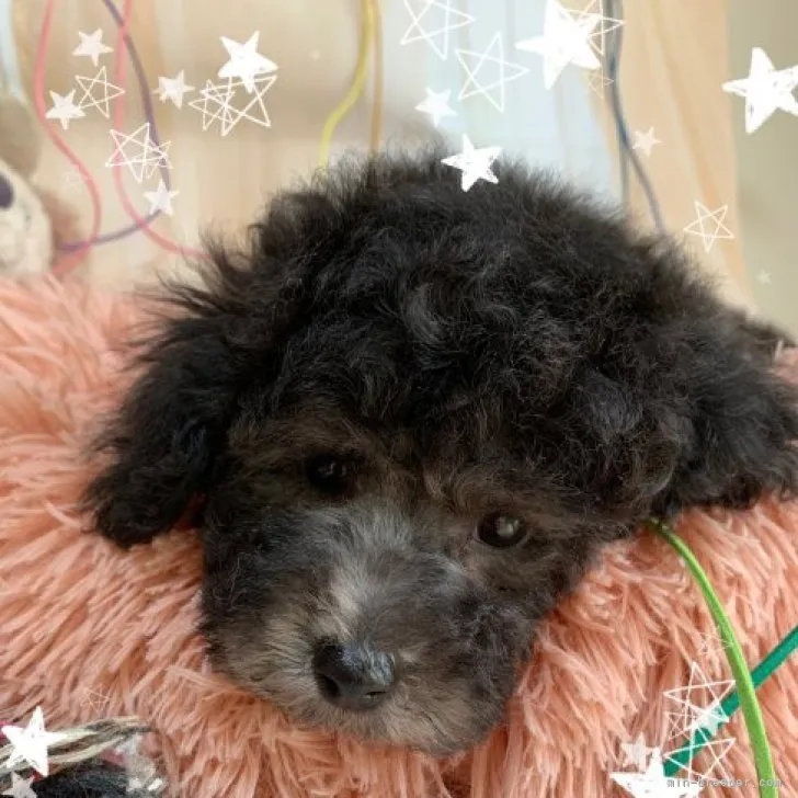 ID:2301-01944の子犬