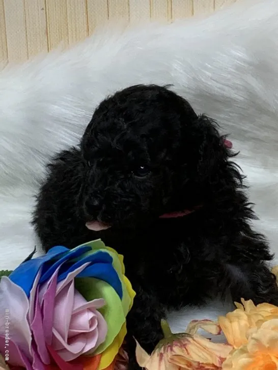 ID:2011-00903の子犬