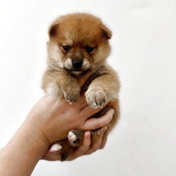 柴犬(豆柴)【埼玉県・男の子・2025年9月1日・赤】の写真「間違いない！！」