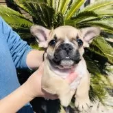 フレンチブルドッグ【埼玉県・男の子・2024年1月15日・フォーンホワイト】の写真1