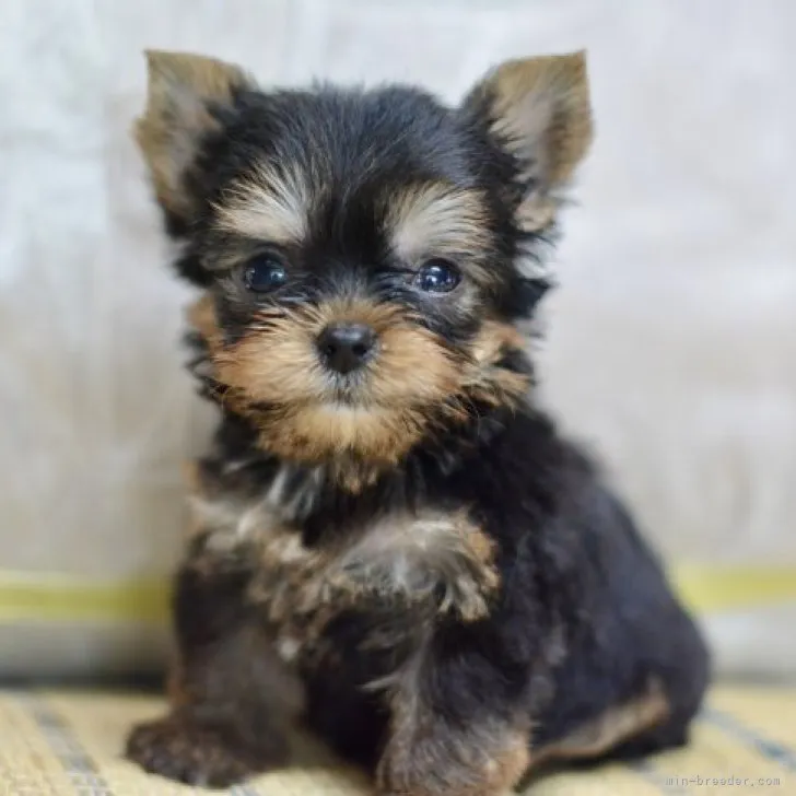 ID：2307-04035の子犬