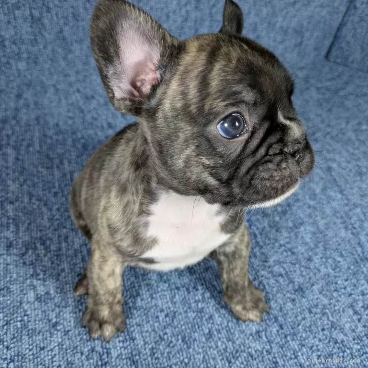 ID:2503-06495の子犬