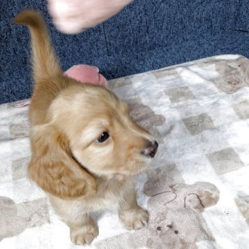 ミニチュアダックスフンド(ロング)【広島県・男の子・2025年10月17日・クリーム】の写真「赤みのあるクリームでとても綺麗です。」