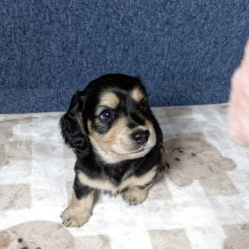 ミニチュアダックスフンド(ロング)【広島県・男の子・2025年10月17日・ブラックイエロー】の写真「はっきりとした顔立ちイケメン君、元気はつらつ。」