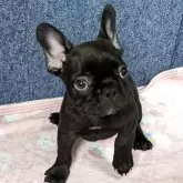 フレンチブルドッグ
