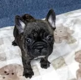 フレンチブルドッグ