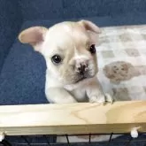フレンチブルドッグ