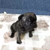 フレンチブルドッグ