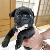 フレンチブルドッグ