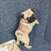 パグ