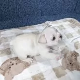 フレンチブルドッグ