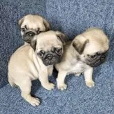 パグ【広島県・男の子・2025年2月19日・フォーン】の写真6「ボク、どこだ？ボクもわからない。」