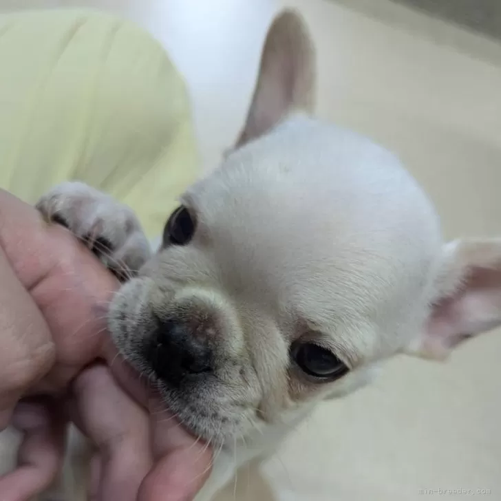 ID:2410-07484の子犬