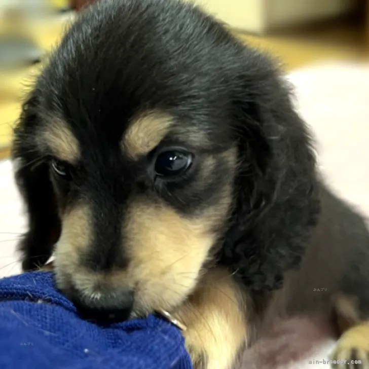 ID：2309-01704の子犬