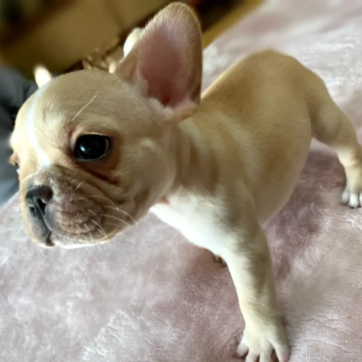 ID:2310-06184の子犬