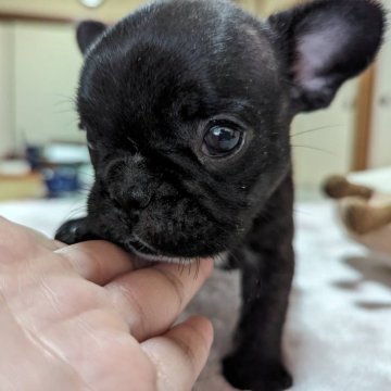 フレンチブルドッグ【広島県・女の子・2024年1月20日・ブリンドル】の写真「大人しい構ってちゃん」