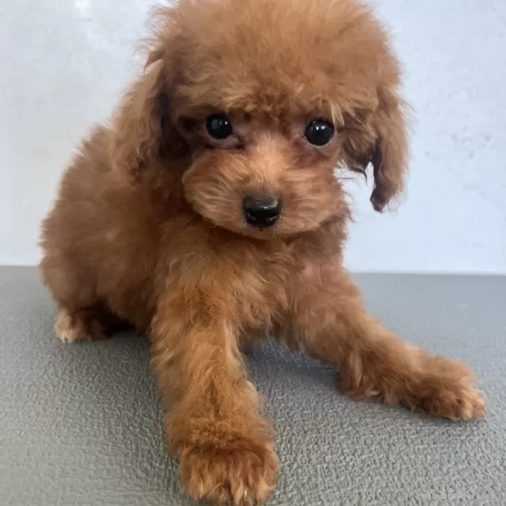 R.M 様のお迎えした子犬