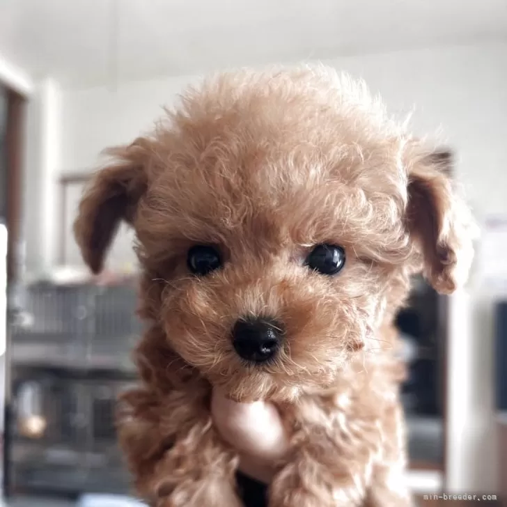 ID：2510-05071の子犬