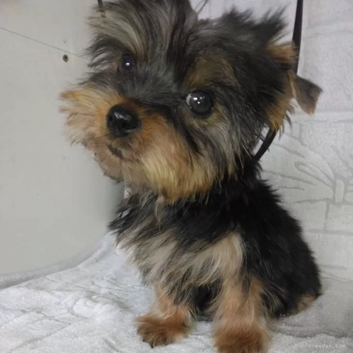 T.Ｉ 様のお迎えした子犬