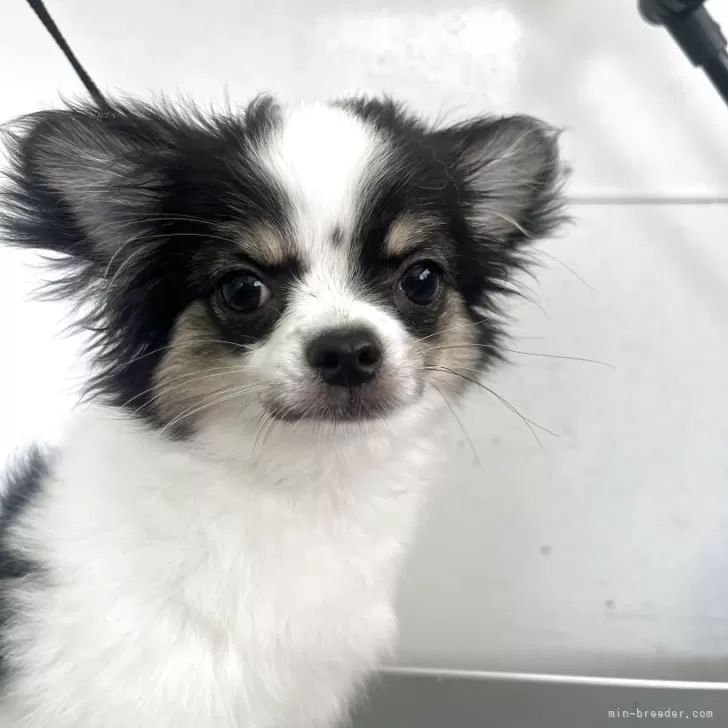 ID：2505-01494の子犬