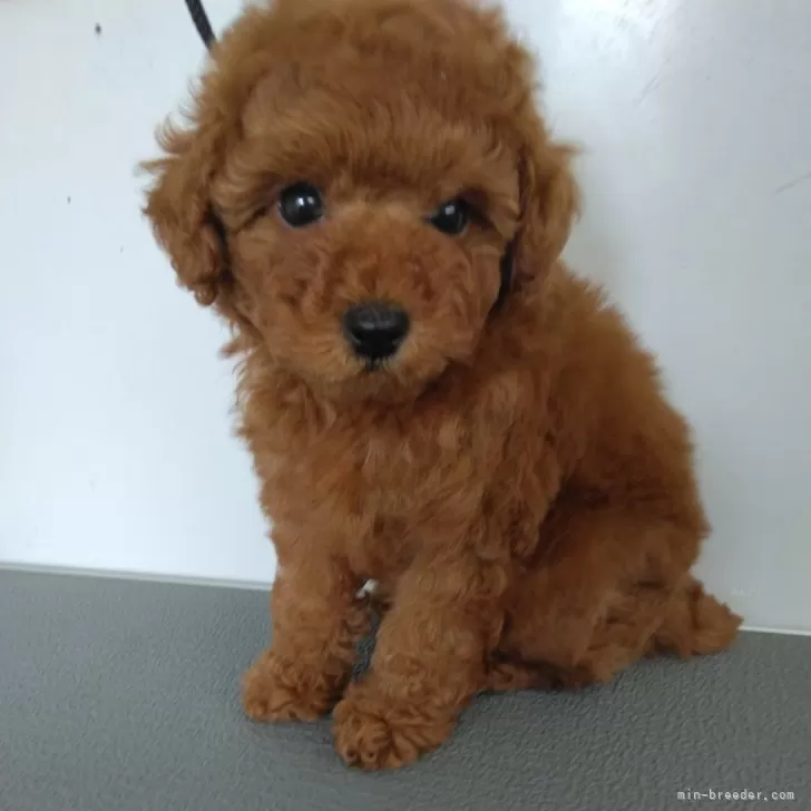 T 様のお迎えした子犬