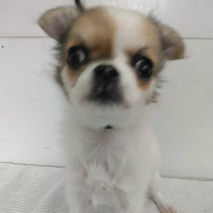 Bigm 様のお迎えした子犬