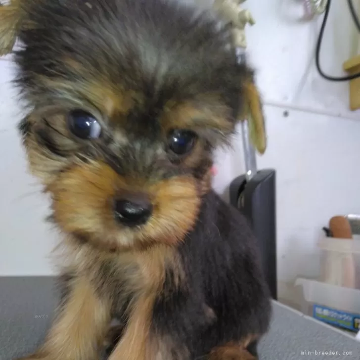 まつり 様のお迎えした子犬