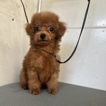 トイプードル(タイニー)【熊本県・男の子・2025年9月5日・レッド】の写真「可愛い男の子」