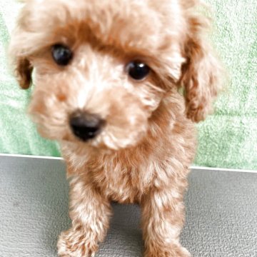 トイプードル(タイニー)【熊本県・女の子・2025年8月23日・アプリコット】の写真「目力のある可愛い女の子」