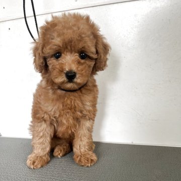 トイプードル♡アプリコット♡伏せバージョン れお…何でこそに伏せ… やったか…おしっこしちゃったか…？(笑