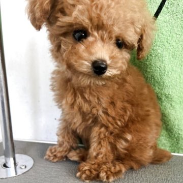 トイプードル(タイニー)【熊本県・女の子・2025年8月23日・アプリコット】の写真「クリクリお目目、小柄でかわいい女の子.」