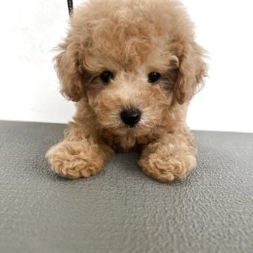 トイプードル(タイニー)【熊本県・男の子・2025年8月23日・アプリコット】の写真「元気で可愛い男の子」