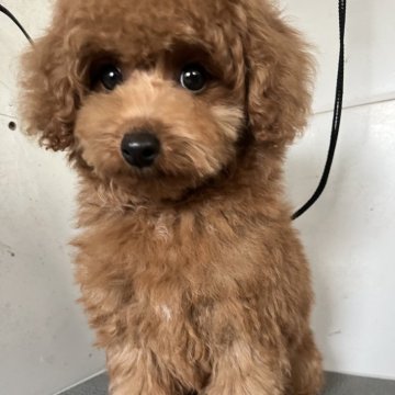 トイプードル(トイ)【熊本県・女の子・2025年8月23日・レッド】の写真「人が大好き、可愛い元気な女の子」