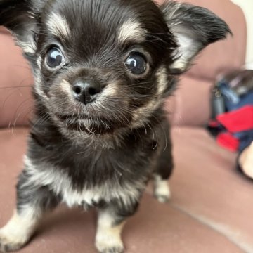 チワワ(ロング)【熊本県・男の子・2025年9月13日・ブラックタン】の写真「可愛い男の子」