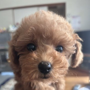 トイプードル(タイニー)【熊本県・女の子・2025年8月23日・アプリコット】の写真「目力のある可愛い女の子」