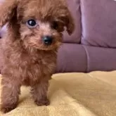 タイニープードル