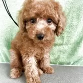 トイプードル(トイ)