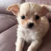 チワワ(ロング)