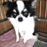 チワワ(ロング)【熊本県・女の子・2024年9月2日・ホワイト&ブラックタン】の写真1