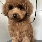 トイプードル(トイ)