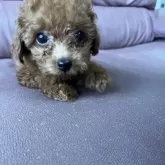 タイニープードル