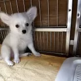 チワワ(ロング)