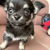 チワワ(ロング)