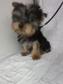 ヨークシャーテリア【熊本県・男の子・2024年9月14日・スティールブルータン】の写真3