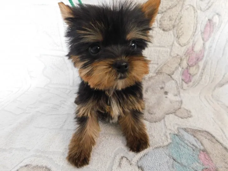 ID:2012-02981の子犬