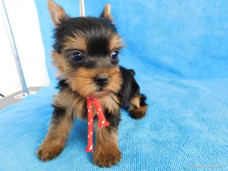 ID：2110-00804の子犬