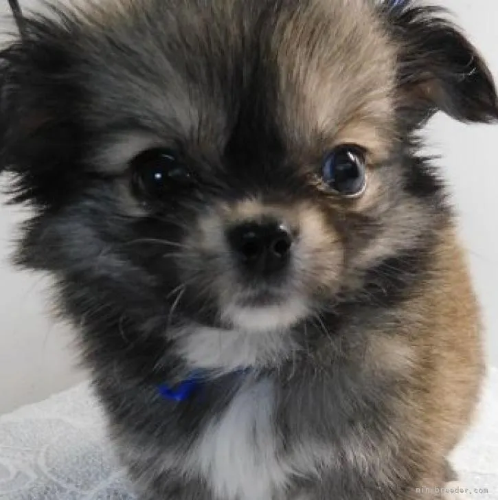 ID：2211-03076の子犬