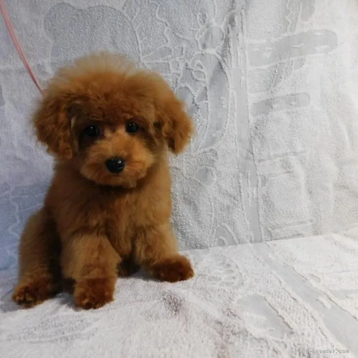 ID：2205-00762の子犬