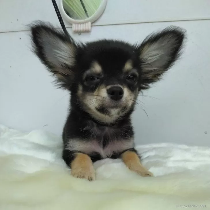 Y.H 様のお迎えした子犬